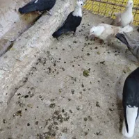 کربلایی کلاغ کاکل|پرنده|نیشابور, فردوسی جنوبی|دیوار