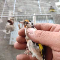 سهره جوجه قفس سال|پرنده|کرمانشاه, |دیوار