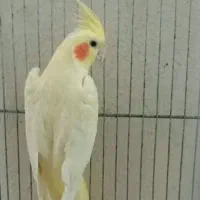 عروس هلندی ماده
