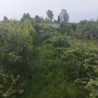 ۲۴۰۰متر باغ درشمال مازندران نشتارود کترا|فروش زمین و ملک کلنگی|نشتارود, |دیوار