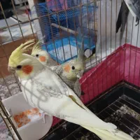 عروس هلندی|پرنده|اشتهارد, |دیوار