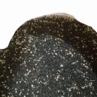 بذر پیاز محلی