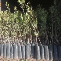 نهال و درخت و بوته پسته درشت|خدمات باغبانی و درختکاری|اصفهان, ارغوانیه|دیوار