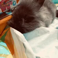 خرگوش|موش و خرگوش|خورموج, |دیوار