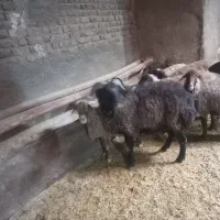 دوبر و قوچ|حیوانات مزرعه|قم, سالاریه|دیوار