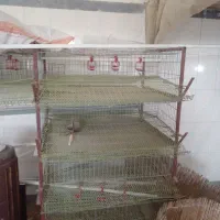 قفس بلدرچین تخمگزار