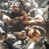 جوجه مرغوخروس محلی و بوقلمون محلی|حیوانات مزرعه|شیراز, رکنآباد|دیوار