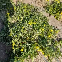 گوجه صادراتی