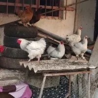 تخم نطفه دار برهما|حیوانات مزرعه|سنگر, |دیوار