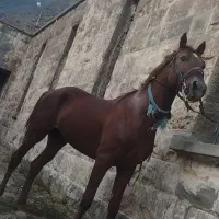 اسب کرد سالم دم گیر|اسب و تجهیزات اسب‌سواری|رینه, |دیوار