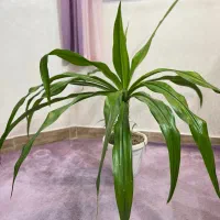 گل آپارتمانی اشک ملکه|گل و گیاه طبیعی|اصفهان, شهرک کاوه|دیوار