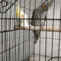 یک جفت عروس هلندی مولد بدون قفس