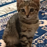 واگذاری گربه|گربه|بومهن, |دیوار