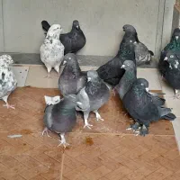 کبوتر پر  روزگاری|پرنده|لاران, |دیوار