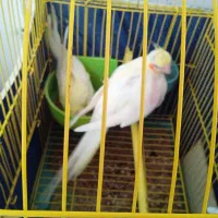 دو عدد عروس هلندی لوتینو دستی