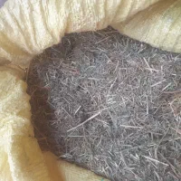 علوفه سبز باغی