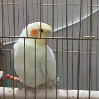 عروس هلندی ۶ عدد