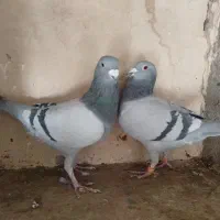 کفش طرح کفتر