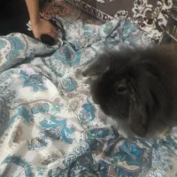 خرگوش‌لپی|موش و خرگوش|بیرجند, |دیوار