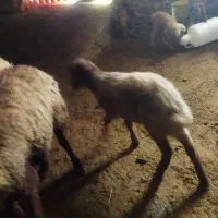 بره همو هارو ۲۰۰۰۰۰۰۰|حیوانات مزرعه|شیروان (خراسان), |دیوار