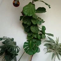 ده مدل گل آپارتمانی