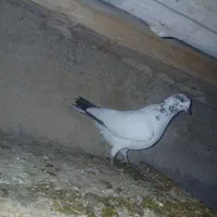 ۴ عدد کبوتر پرشی