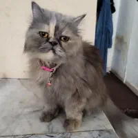 واگذاری گربه پرشین