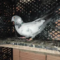 کبوتر نر|پرنده|آق قلا, |دیوار