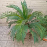 گل و گیاه سر حال در حال رشد