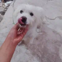 سگ پاکوتاه نر|سگ|مسجد سلیمان, |دیوار