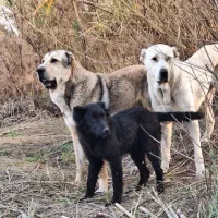 دو عدد حیوان نرو ماده ۱۱ ماهه