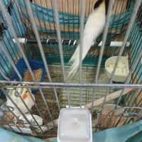 یک جفت عروس هلندی درجه یک با جوجه