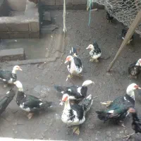 اردک اسرائیلی