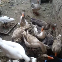 قوغاز وغازفروشی|حیوانات مزرعه|شوط, |دیوار