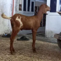 بز نجدی|حیوانات مزرعه|لیکک, |دیوار