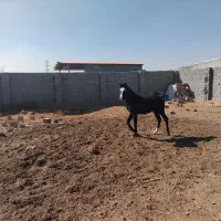 اسب نریون یکسال و نیمه