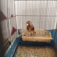 دو عدد سهر قناری سرخ مست