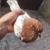 کبوتر کله ای