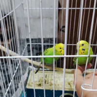 یک جفت مرغ عشق دستی|پرنده|ری, شهید غیوری (ابن باویه)|دیوار