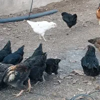 حدود ۸۰مرغ ۵خروس|حیوانات مزرعه|سقز, |دیوار