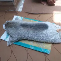 خیگ