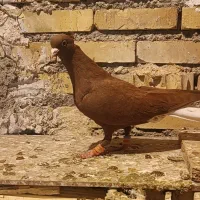 ماده دمسفید|پرنده|شوشتر, |دیوار