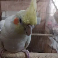 طوطی عروس نر
