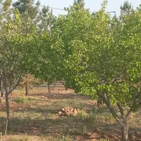 باغچه999متر،تکبرگ ،سهیلیه،زعفرانیه،کردان|فروش زمین و ملک کلنگی|کرج, فاز ۲ مهرشهر|دیوار