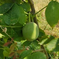 پیوند درخت با درصد گیرایی بالا