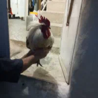 دو عدد خروس بالغ