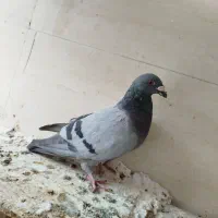 کبوتر پلاکی با ی فنس بزرگ|پرنده|بهبهان, |دیوار