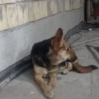 سگ ژرمن شپرد|سگ|سراب, |دیوار