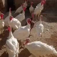 بوقلمون سفید|حیوانات مزرعه|امام, |دیوار