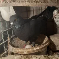 فروش ۷ یا ۸ تا کفتر|پرنده|هشتگرد, شهرک ولیعصر (مصلی)|دیوار